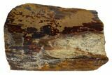 Hadrosaur (Edmontosaur) Bone Section - South Dakota #117076-2